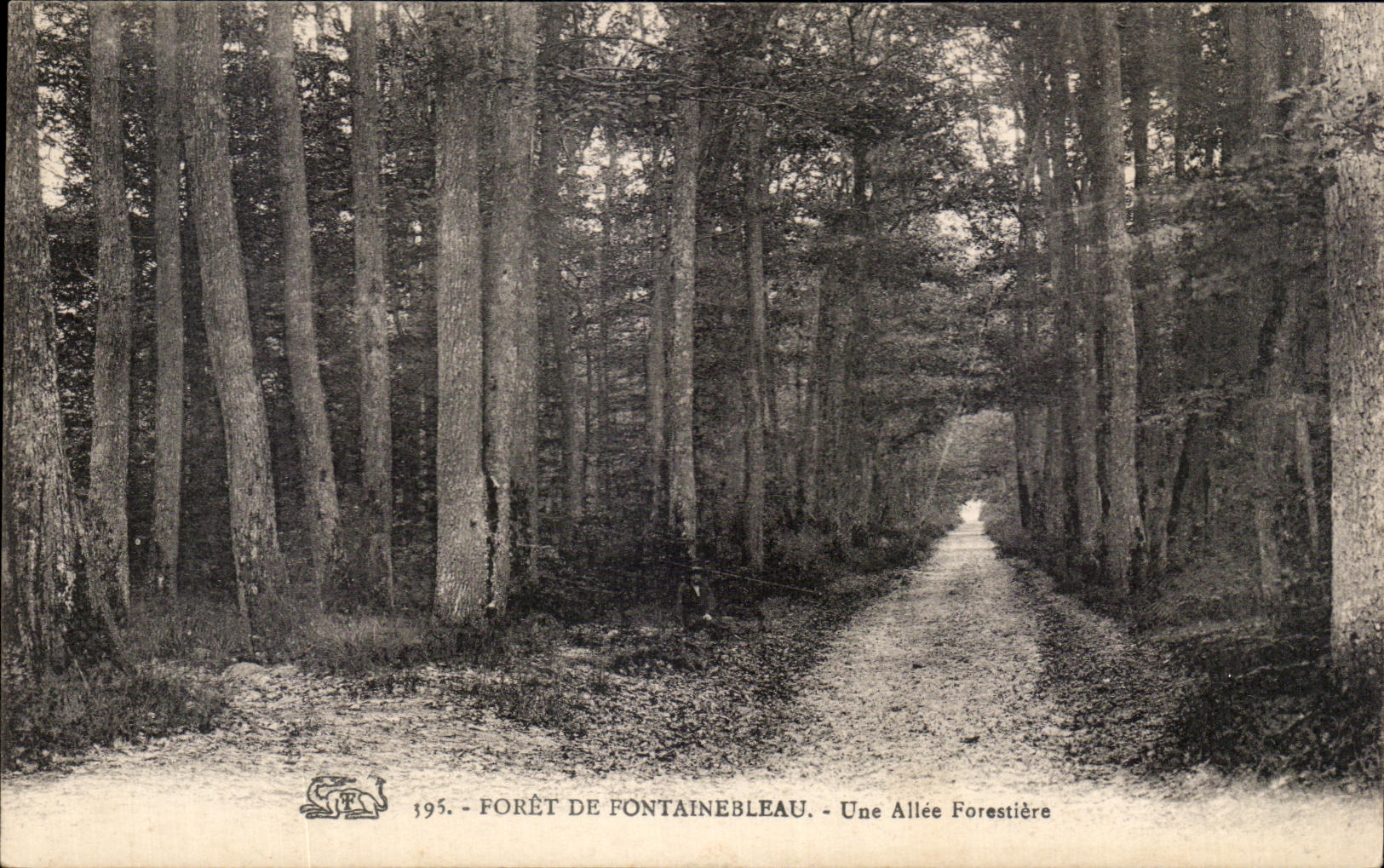 Bosque de Fontainebleau — Una Avenida Forestal — n°195