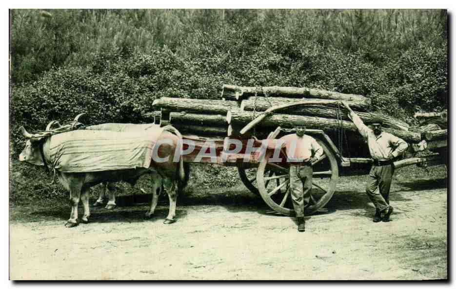 CPA Type Basque Attelage de boeufs Folklore 