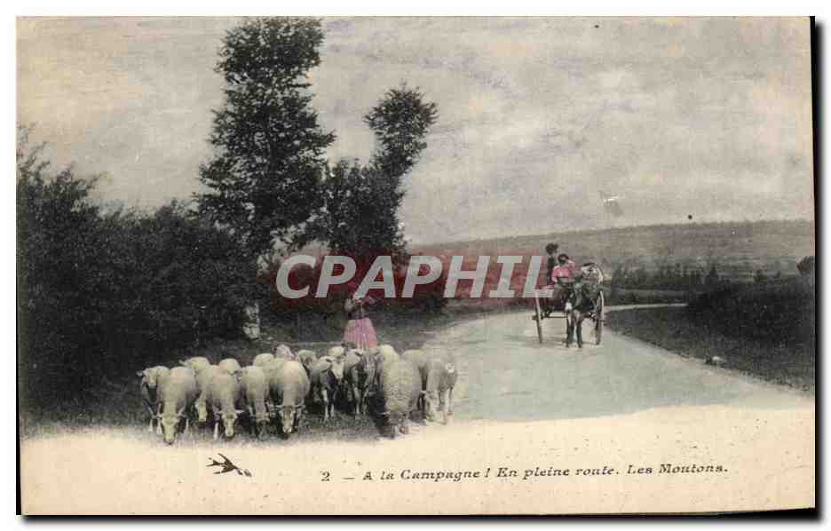 CPA A la Campagne l En Pleine route Les Moutons Ane donkey moutons 