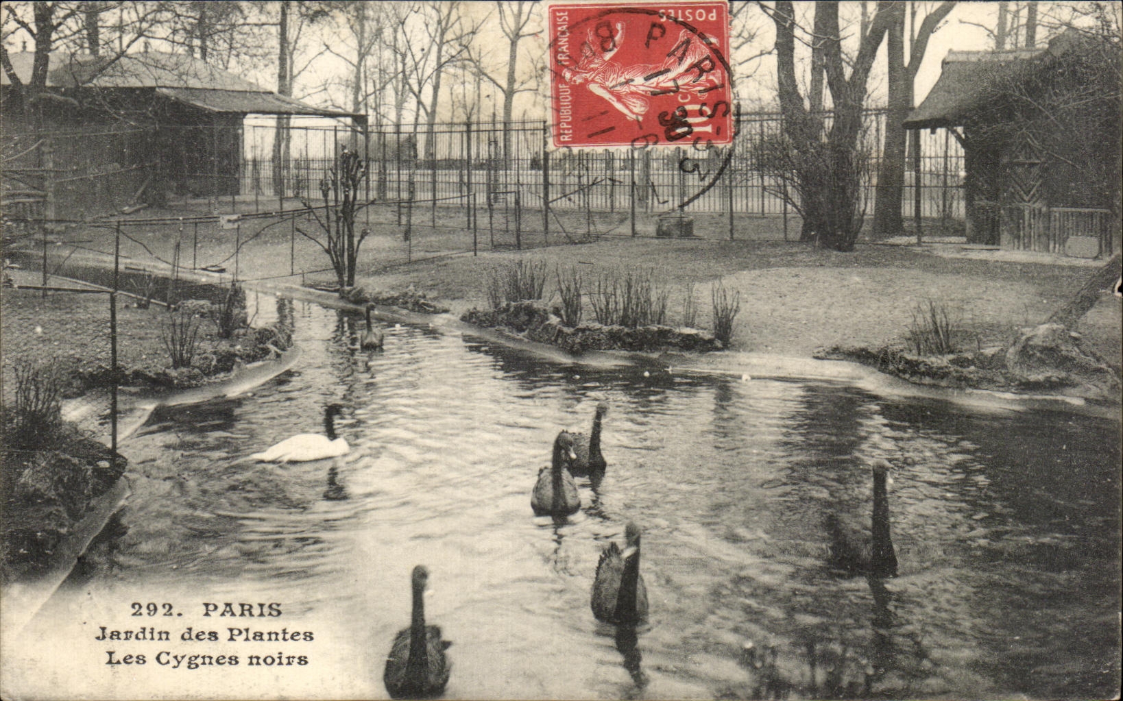 CPA Paris Jardin des Plantes Les Cygnes Noirs Black swan