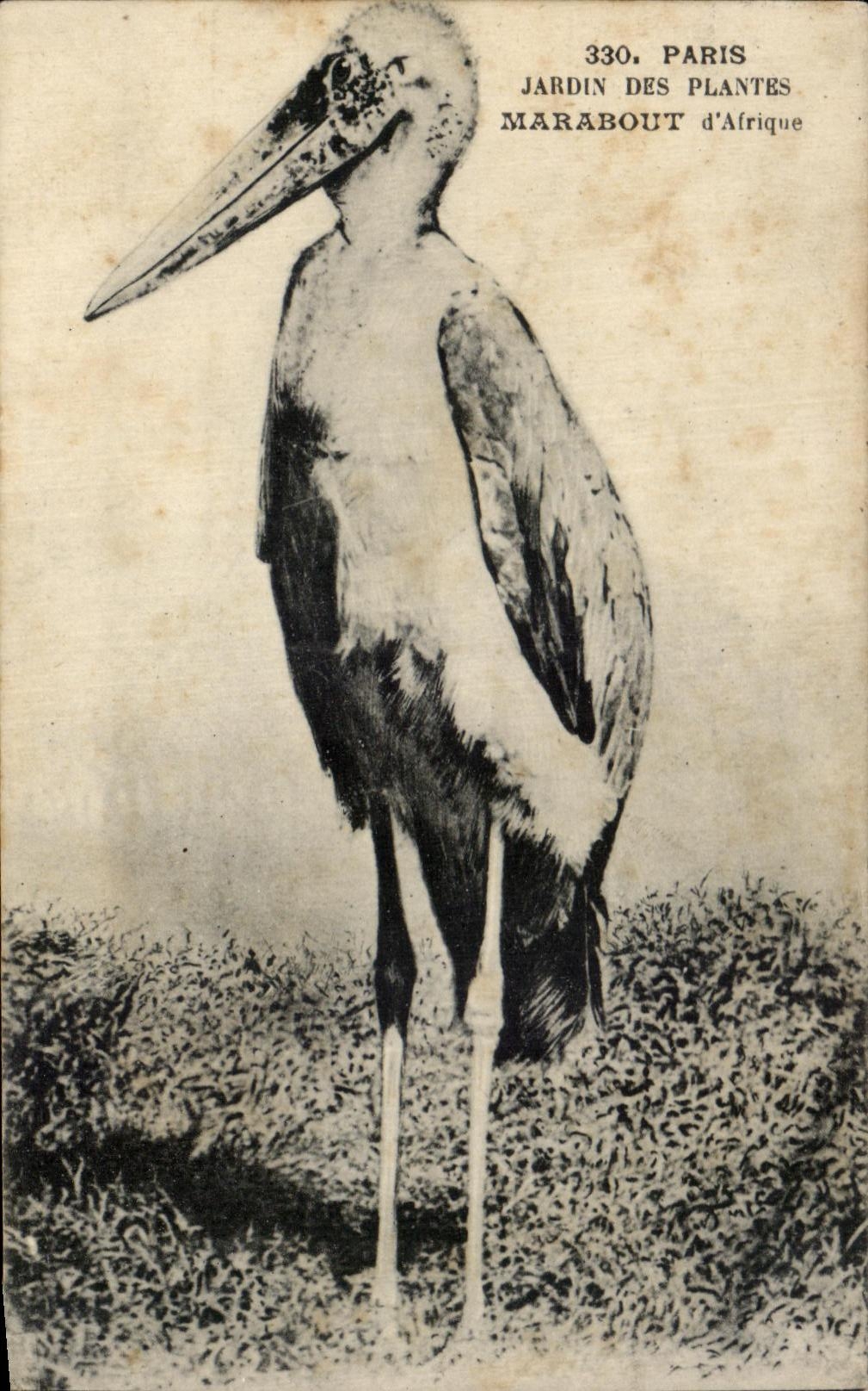 CPA Paris Jardin Des Plantes Marabout d Afrique Oiseau 