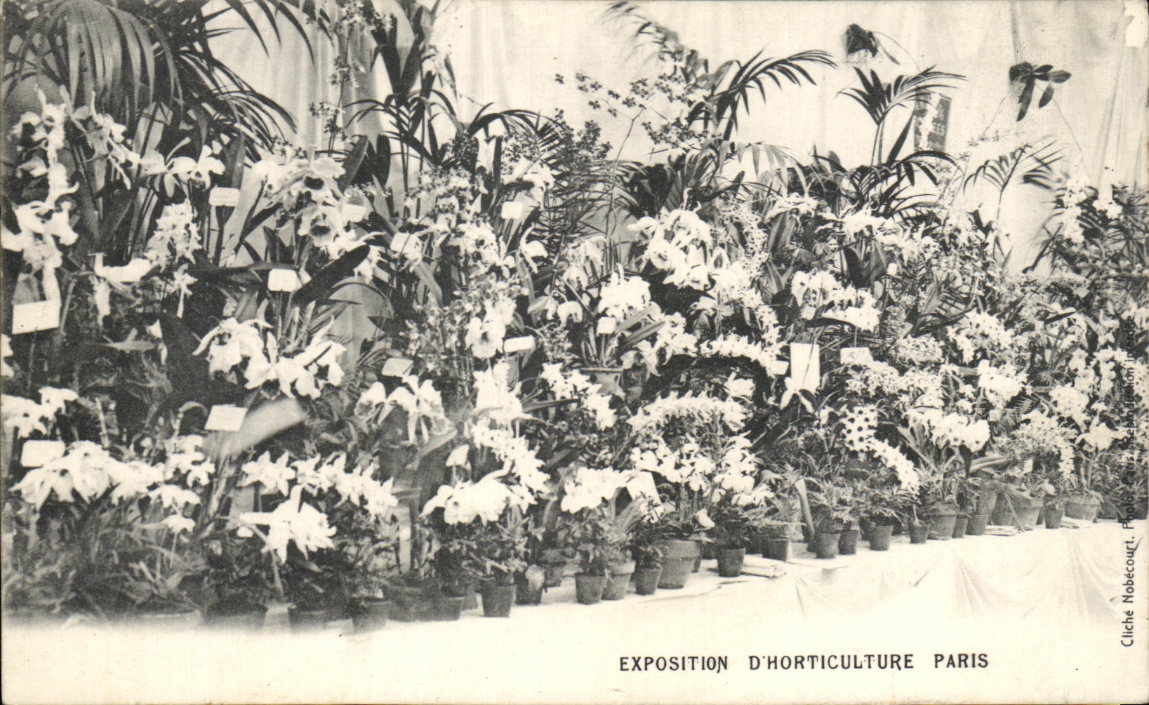 Exposition d'Horticulture Paris — Cliché Nobécourt
