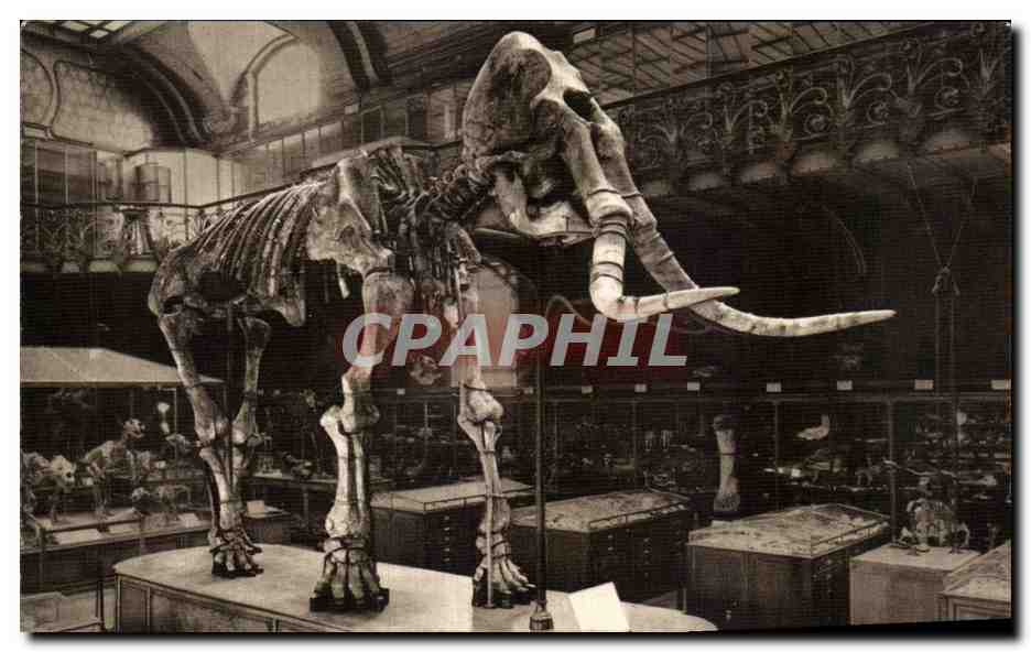 CPA Museum National D histoire Naturelle Jardin Des Plantes Paris Elpehas meridionalis Elephant 