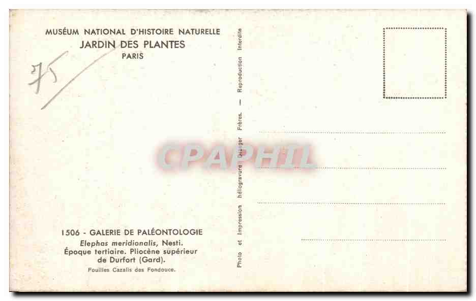 CPA Museum National D histoire Naturelle Jardin Des Plantes Paris Elpehas meridionalis Elephant  — Verso