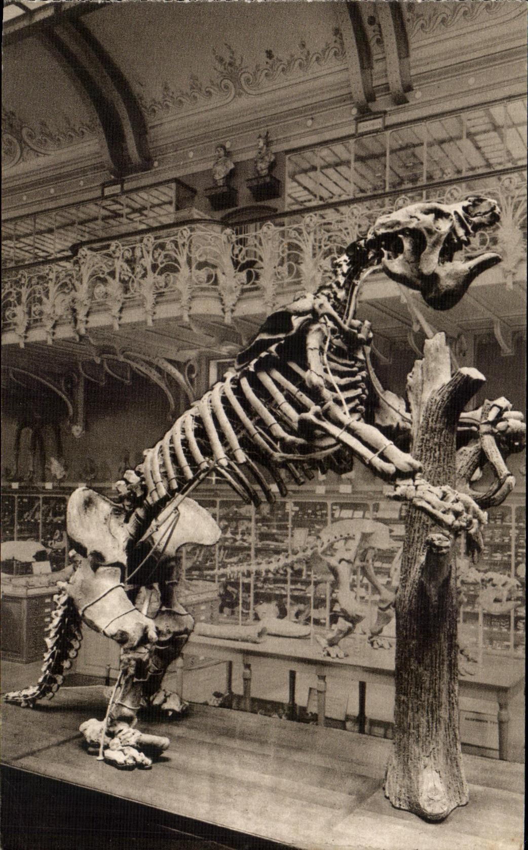 CPA Museum National D histoire Naturelle Jardin Des Plantes Paris Megatherium Cuvieri 