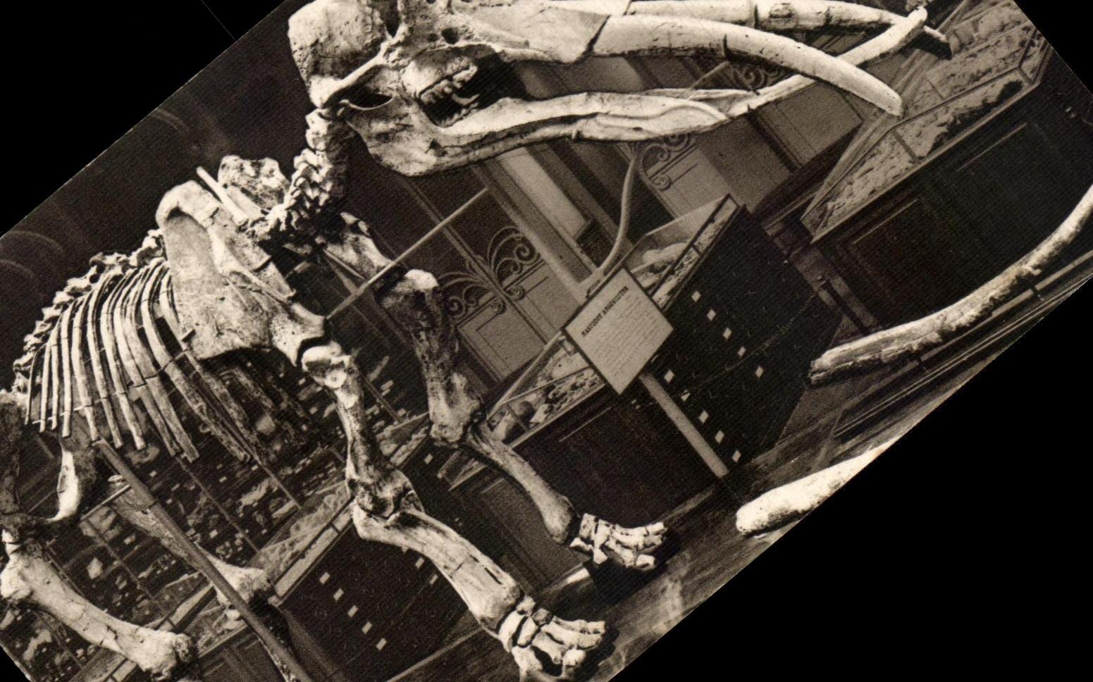 CPA Museum National D histoire Naturelle Jardin Des Plantes Paris Mastodon angustidens 