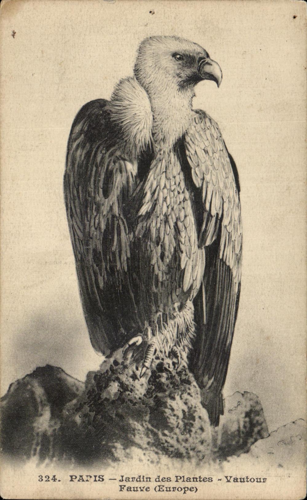 CPA Paris Jardin des Plantes Vautour Fauve Bird of prey Zoo