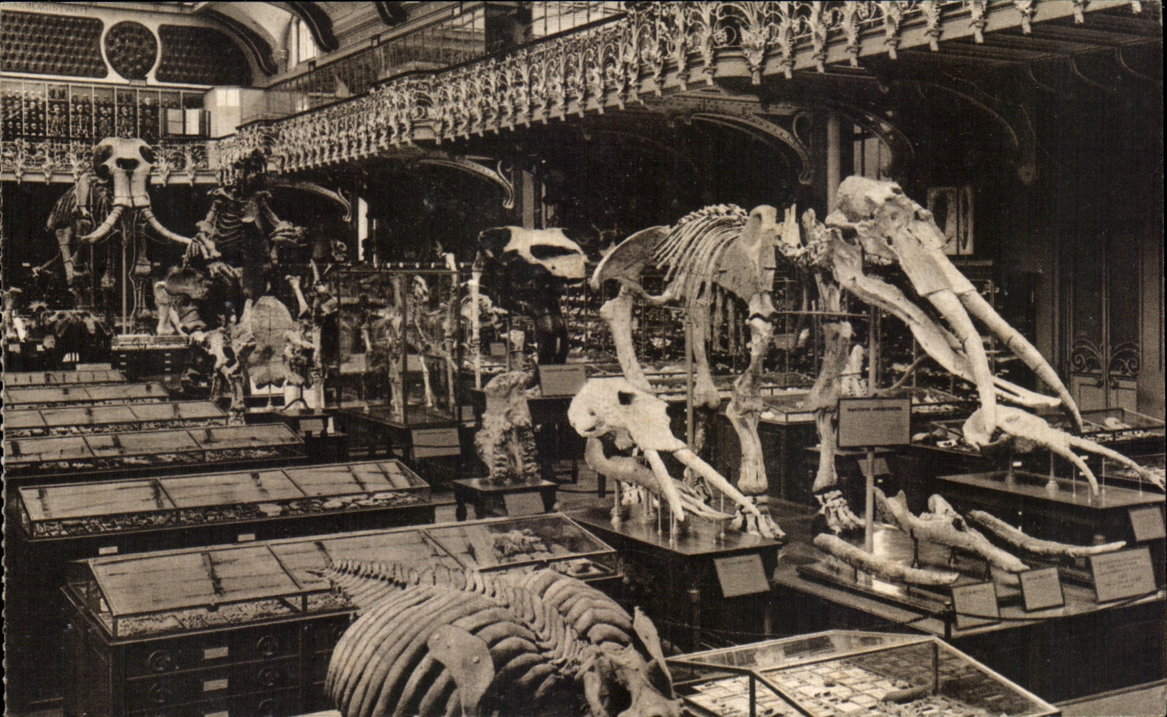CPA Museum National D Histoire Naturelle Jardin Des Plantes Paris Paleontologie Elephant 