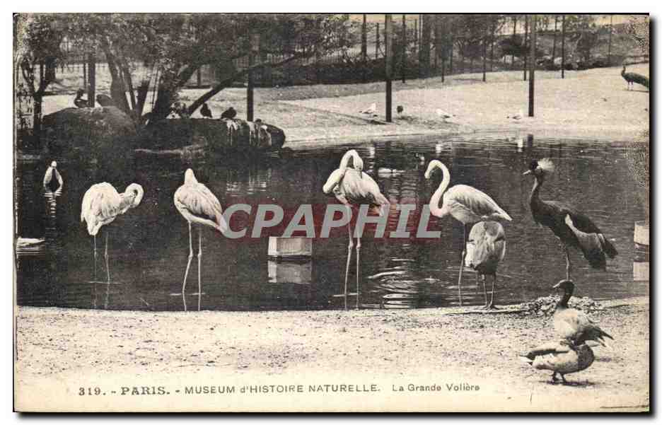 CPA Paris Museum d Histoire Naturelle La Grande Voliere Zoo Flamands roses