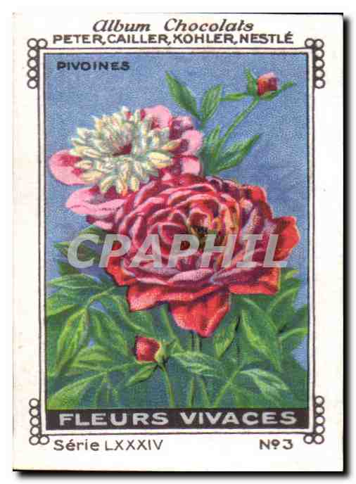 Image Pivoines Fleurs Vivaces Chocolat Peter Caille Hohler Nestle