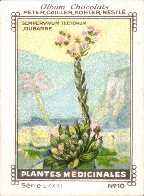 Image Plantes Medicinales Chocolat Peter Cailler Hohler Nestle Joubarbe