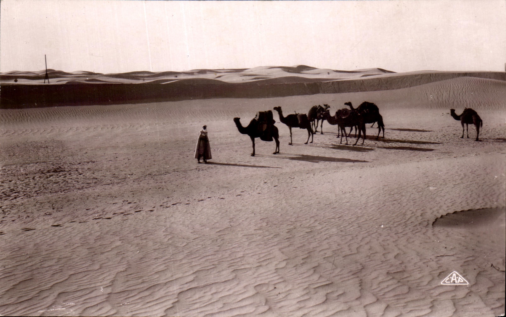 CPA Paysage Desertique Camel Chameau 