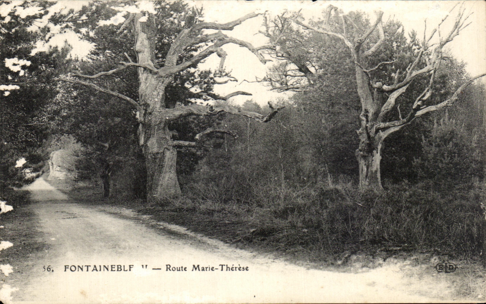 Cartolina d'epoca Fontainebleau Route Marie Therese