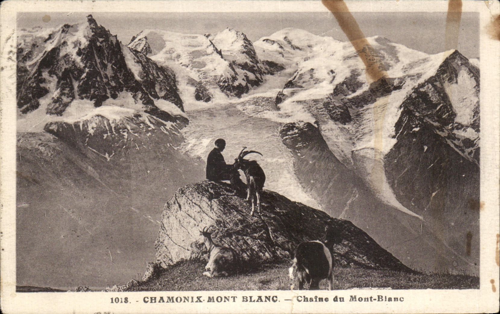 CPA Chamonix Mont Blanc Chaine du Mont BLanc Chamois
