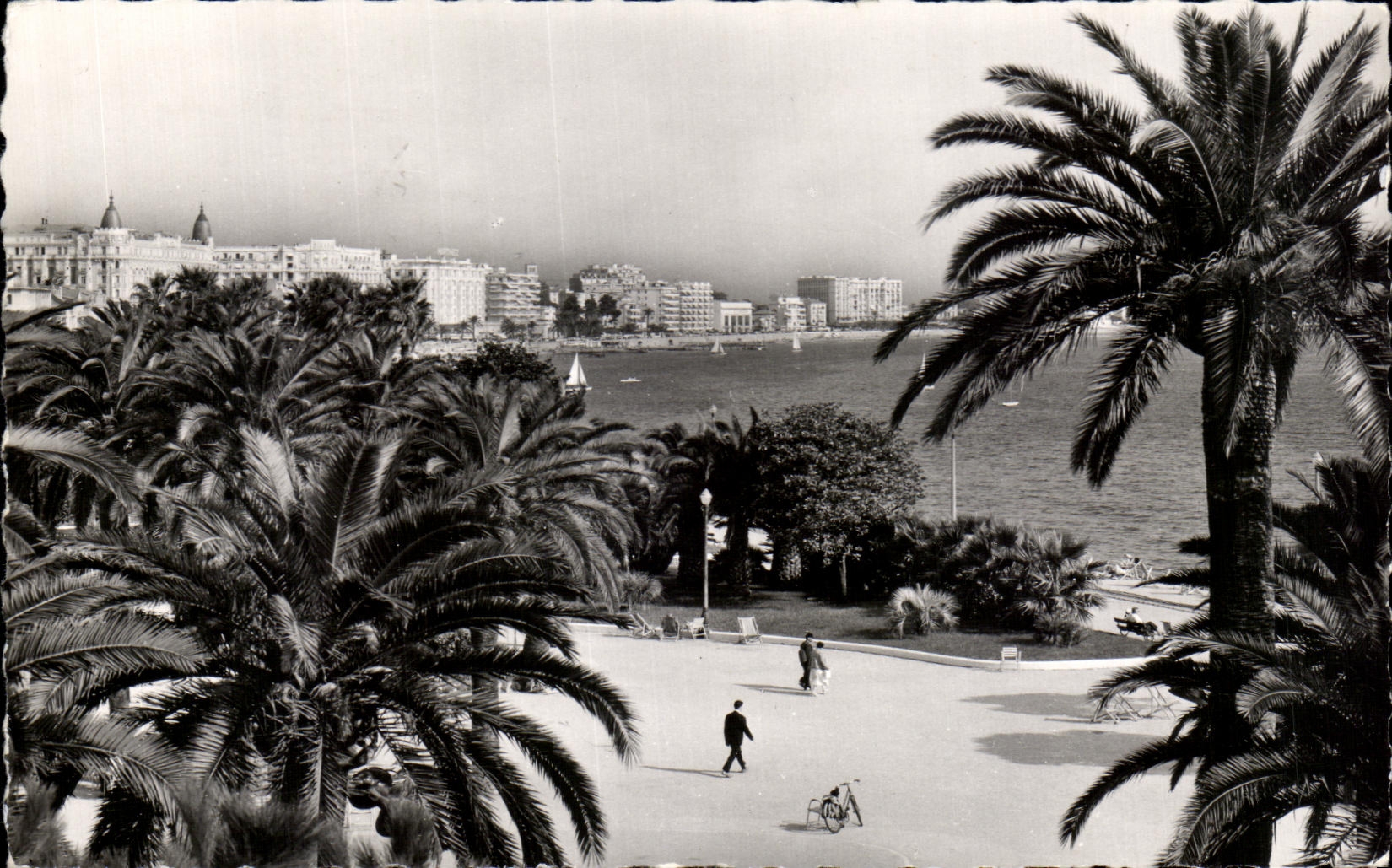 CPA Cannes Sa vegetation exotique la Croisette et les palaces