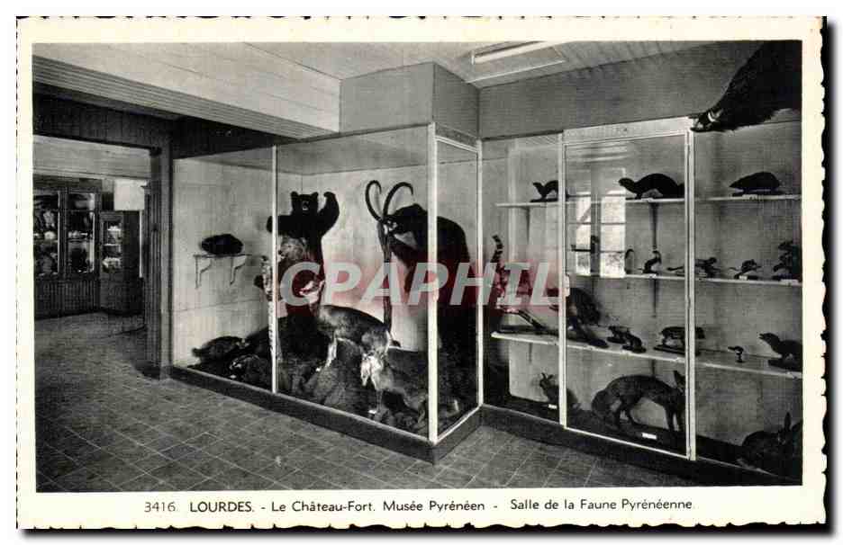 CPA Lourdes Le Chateau Fort Musee Pyreneen Salle de la Faune Pyreneenne Ours Bear Chamois Renard 