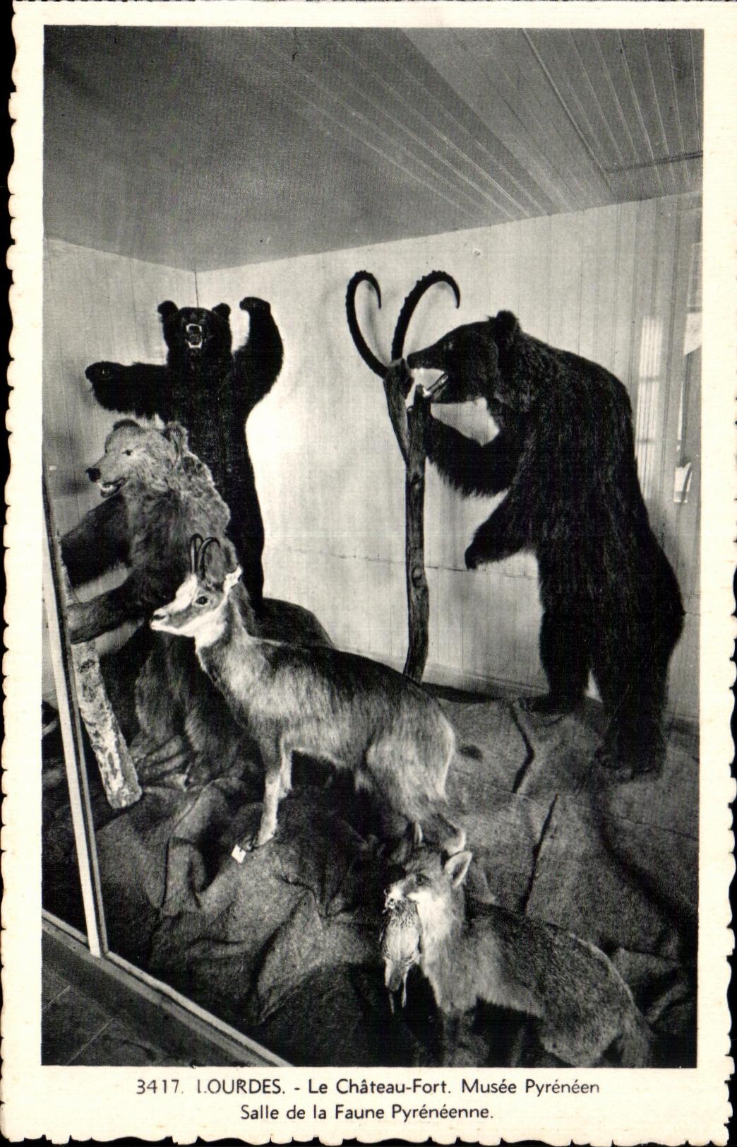 CPA Lourdes Le Chateau Fort Musee Pyreneen Salle de la Faune Pyreneenne Chamois Bear ours