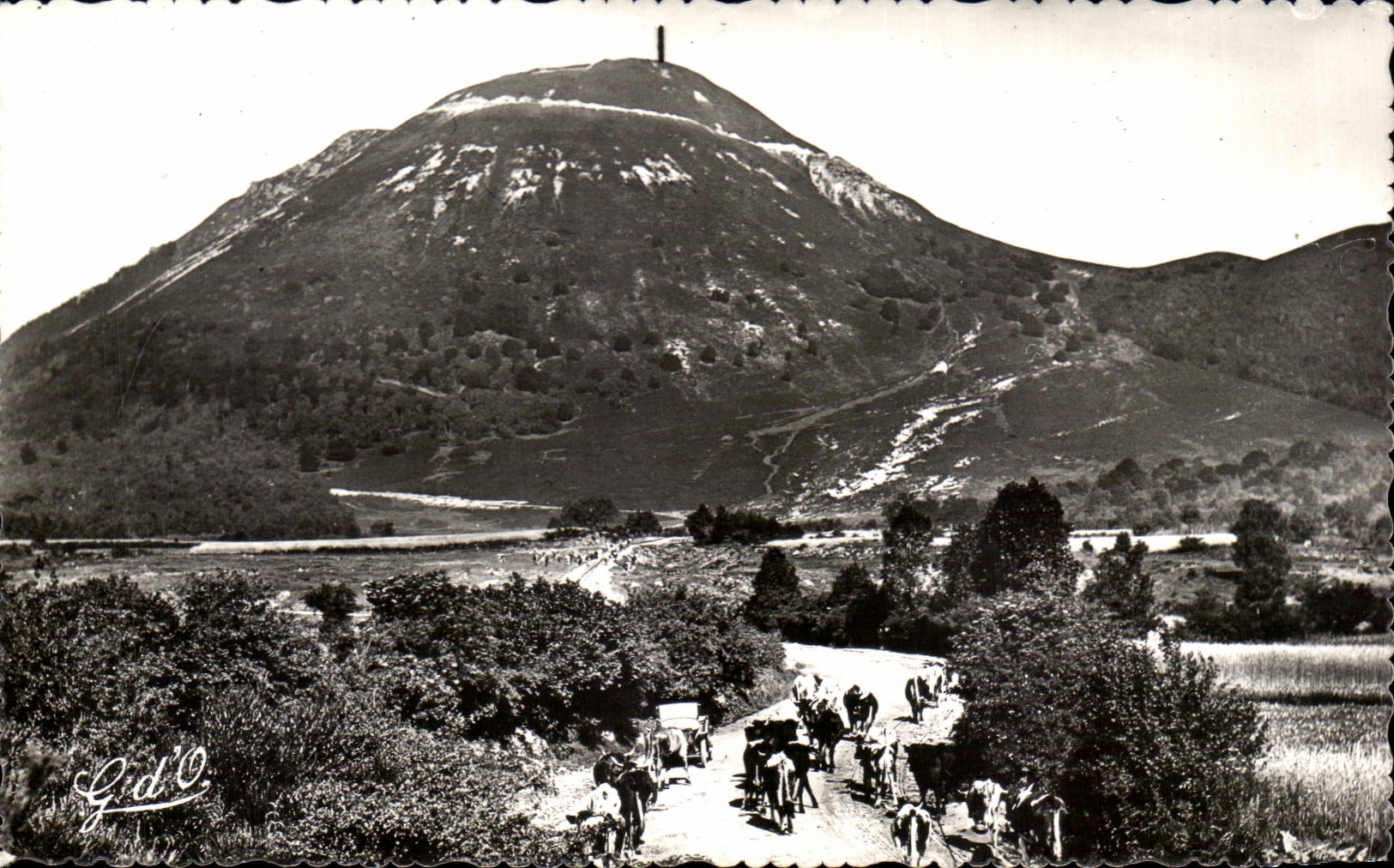 CPA L Auvergne Le Puy de Dome aspect est Vaches
