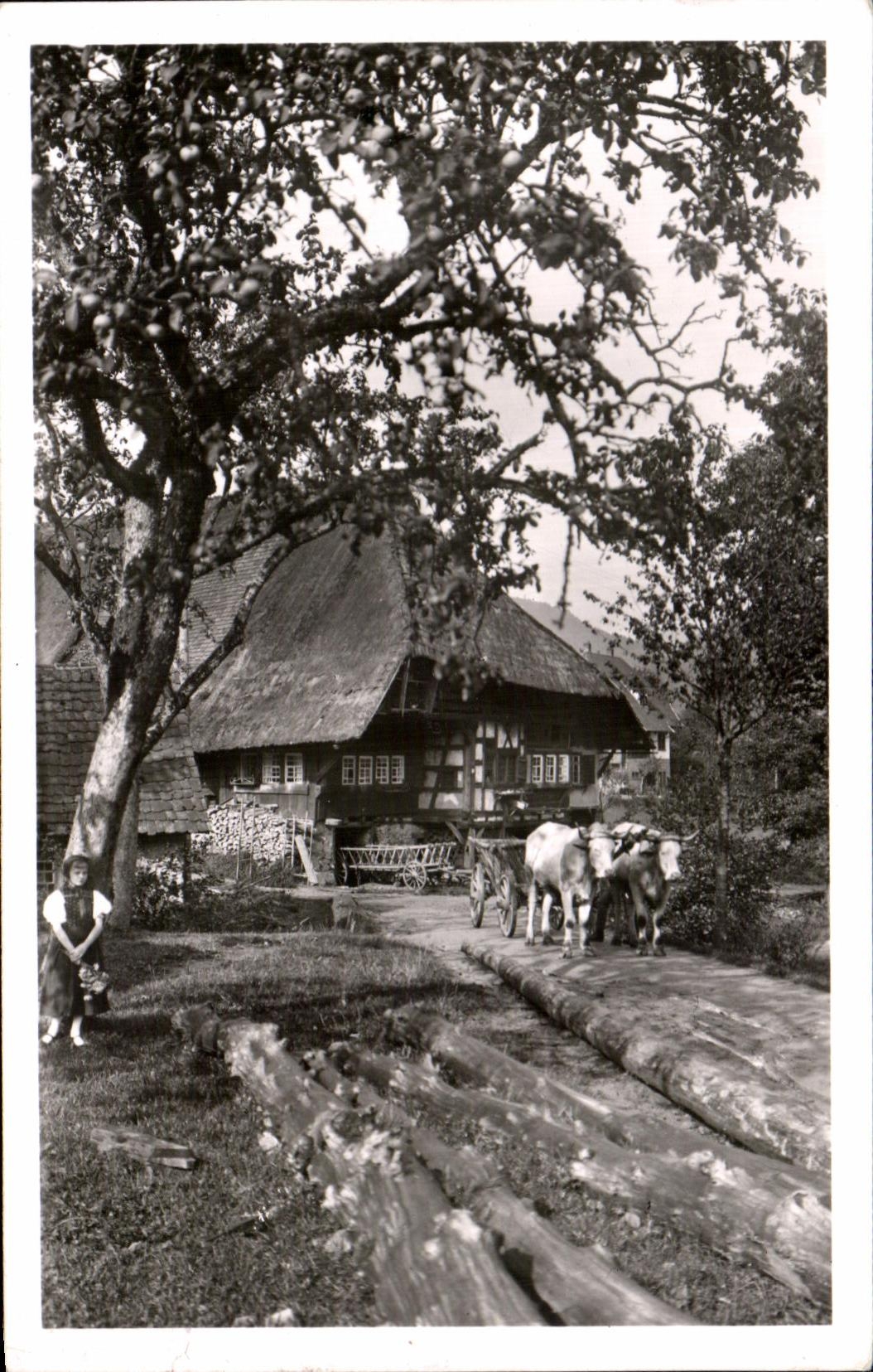 CPA Alter Schwarzwaldhof Attelage Boeufs
