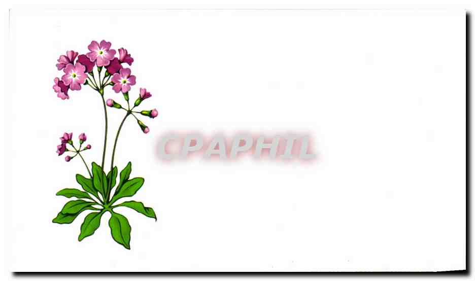 Carton format carte postale Fleurs