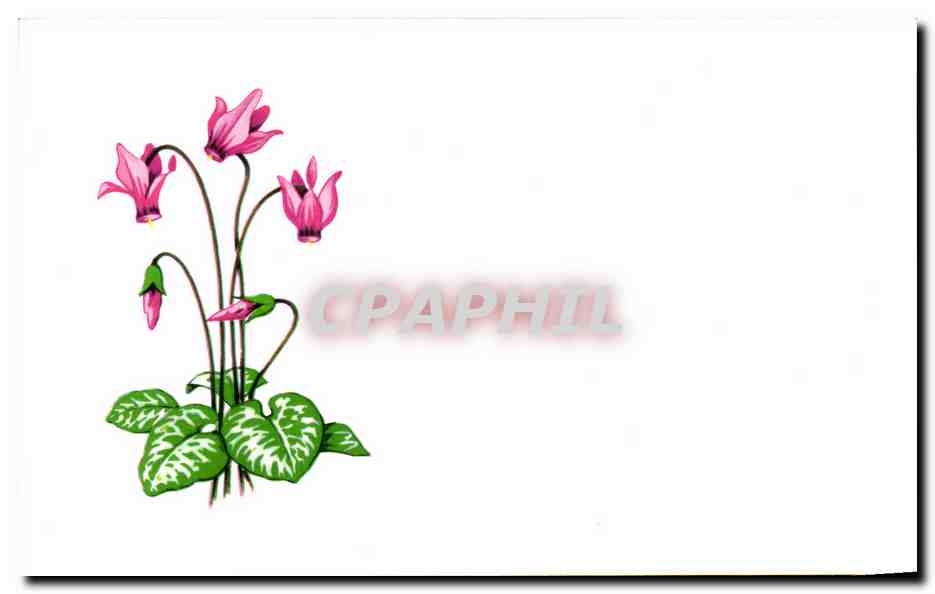 Carton format carte postale Fleurs
