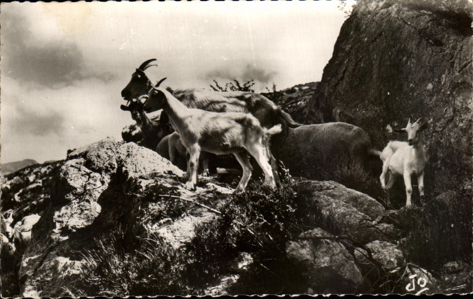 CPA Les Alpes Pittoresque Troupeau De Chevres Goat