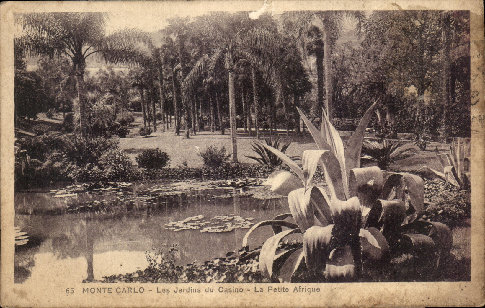 Monte-Carlo — Les Jardins du Casino — La Petite Afrique — Édition Mudane, n°65