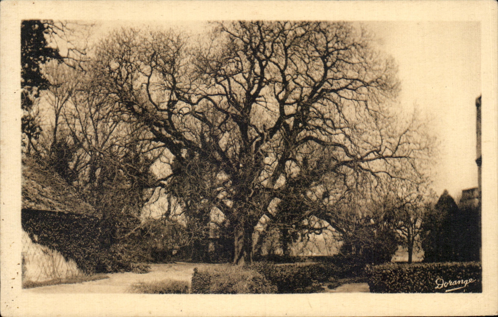 CPA Loches Le Chateau Royat Marronnier plante par Francois 1er