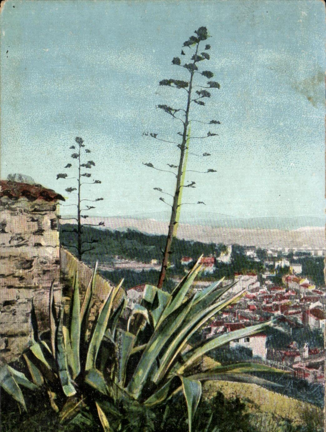 Vista de Lisboa — agaves en flor — editor AOTA-Photo LAV & Cie