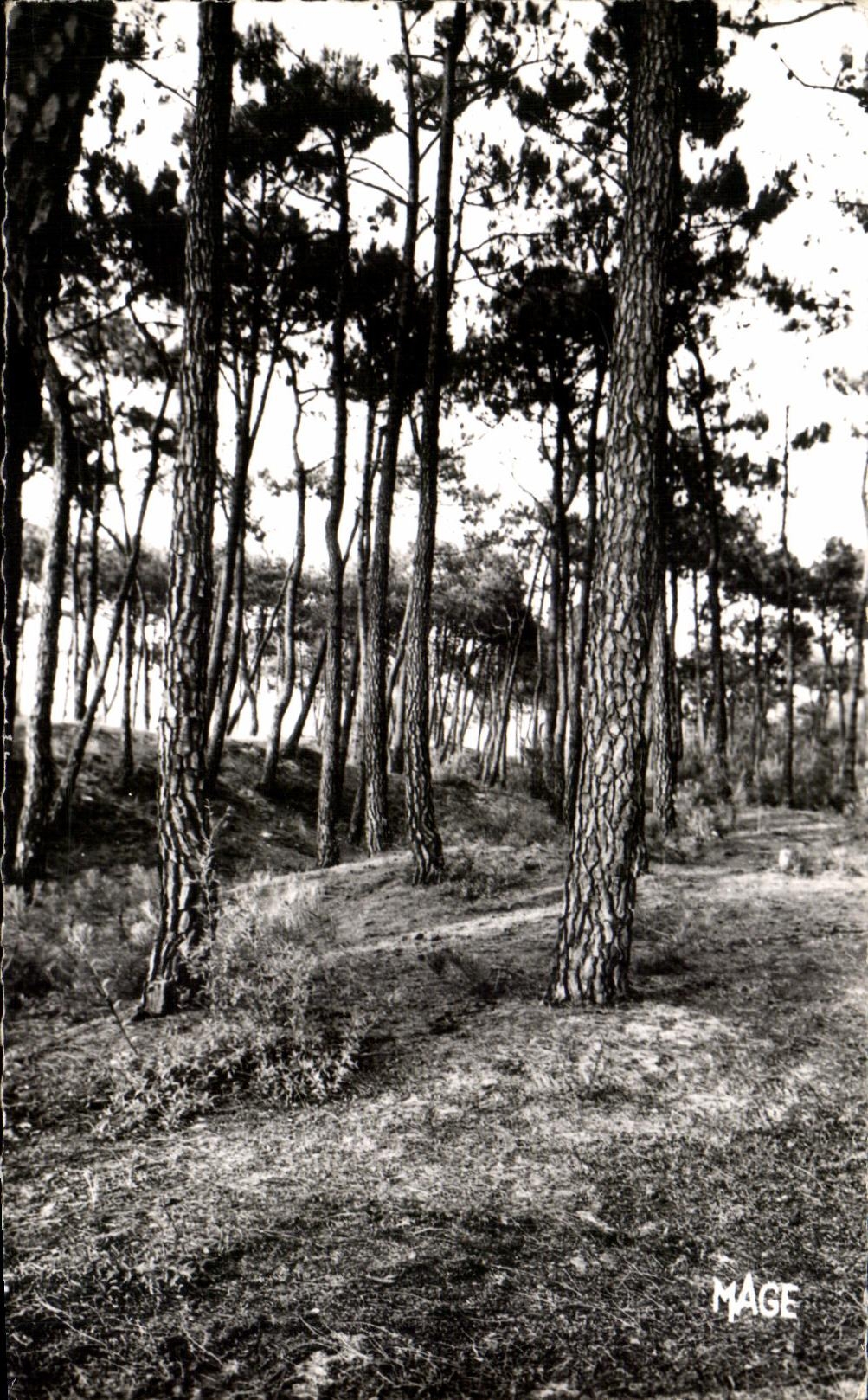Forêt de pins — Le Touquet — Édition MAGE