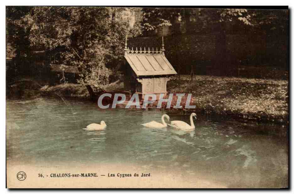 CPA Chalons sur Marne Les Cygnes du Jard 