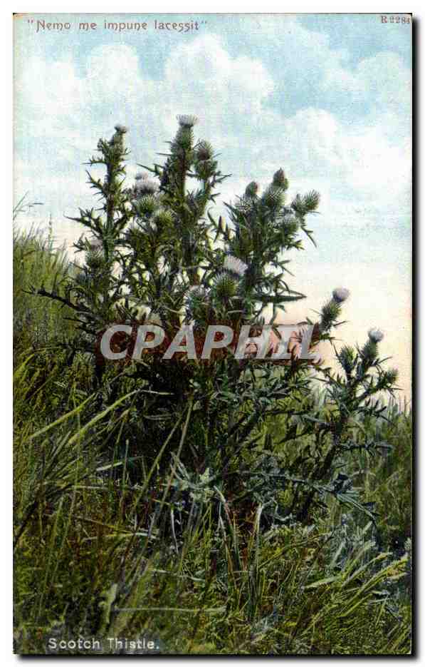 CPA Nemo me impume lacessit Scotch Thistle