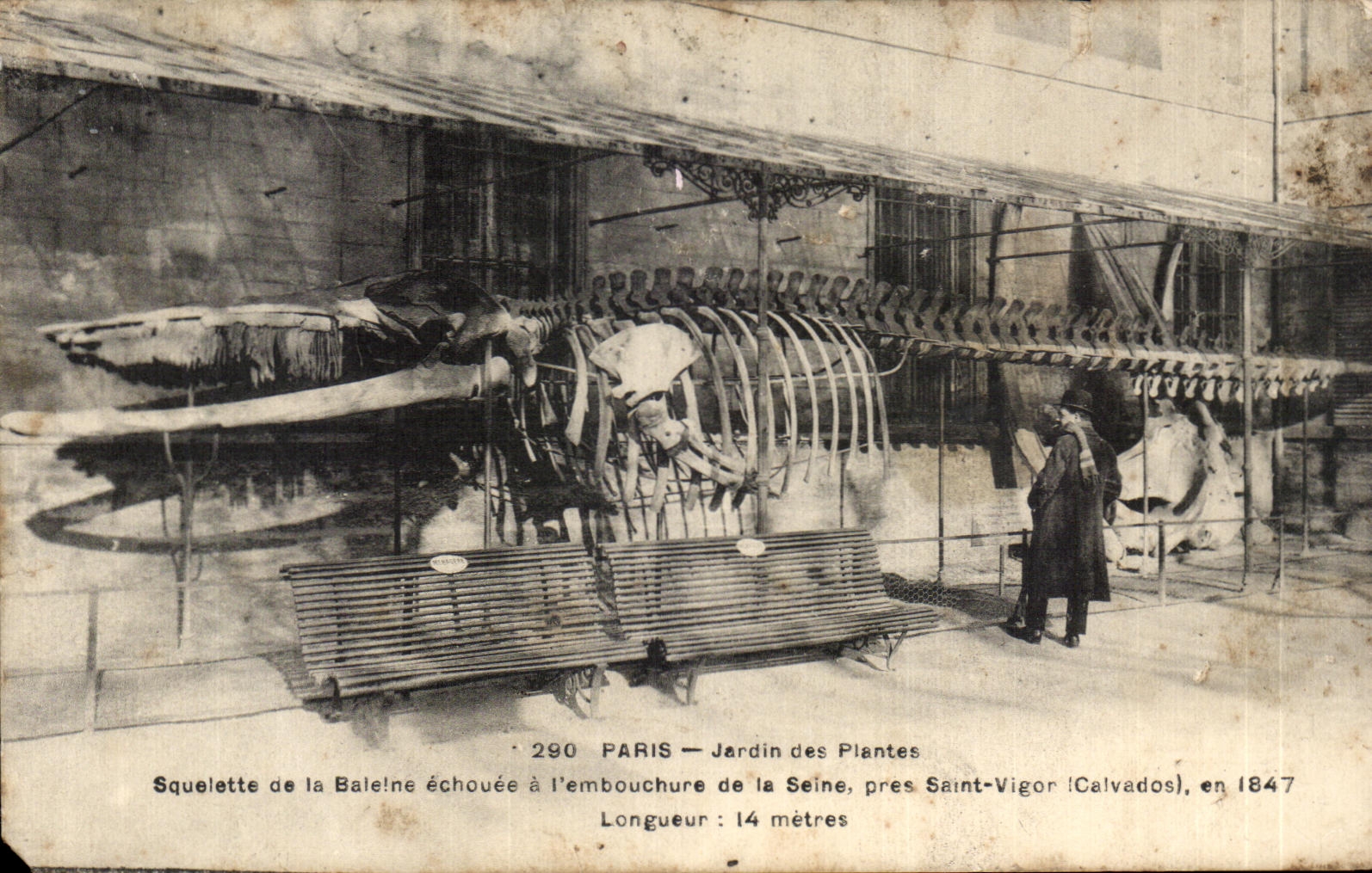 CPA Paris Jardin des Plantes Squelette de la Baleine echouse a I'embouchure de la Seine pres Saint Vigor Whale