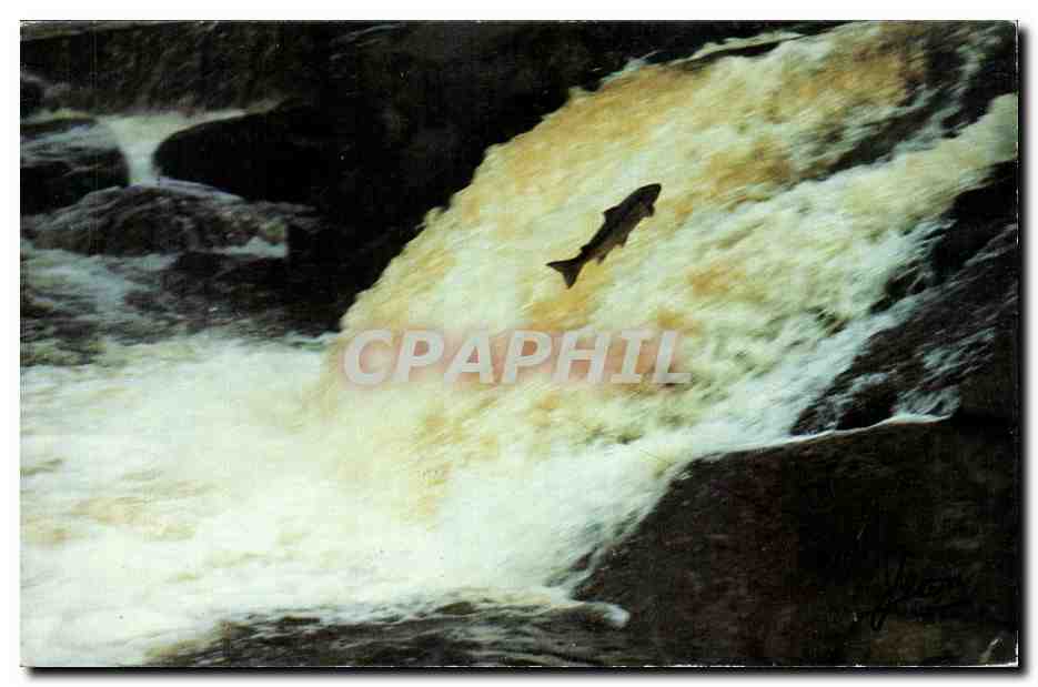 CPA Une ouananiche Sautant les Chutes de la Riviere aux Saumons
