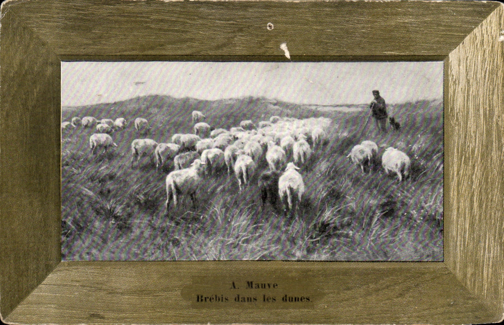CPA A Mauve Brebis dans les dunes Moutons Sheep