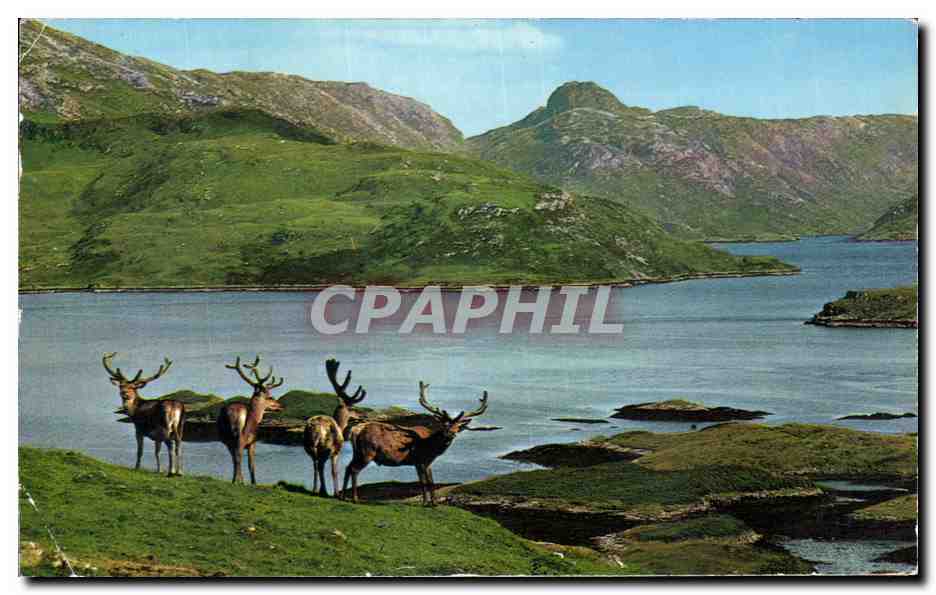 Halbmoderne Ansichtskarte/Halbmoderne Ansichtskarte Royal Stag in Velvet Scottish Highlands Ecosse Scotland