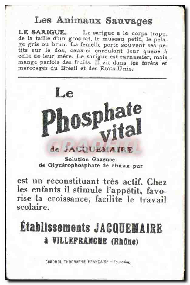 Chromo Les Animaux Sauvages Le Sarigue Bledine — Verso