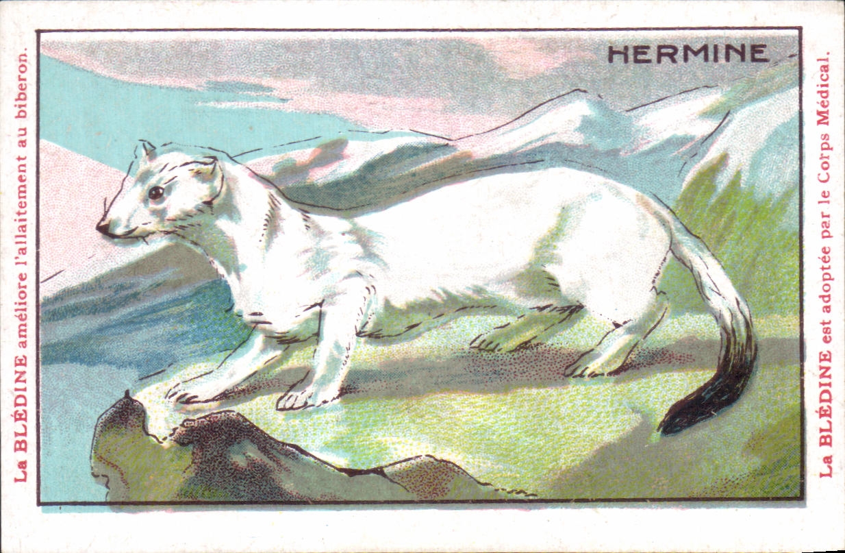 Hermine — Animaux Sauvages — Établissements Jacquemaire