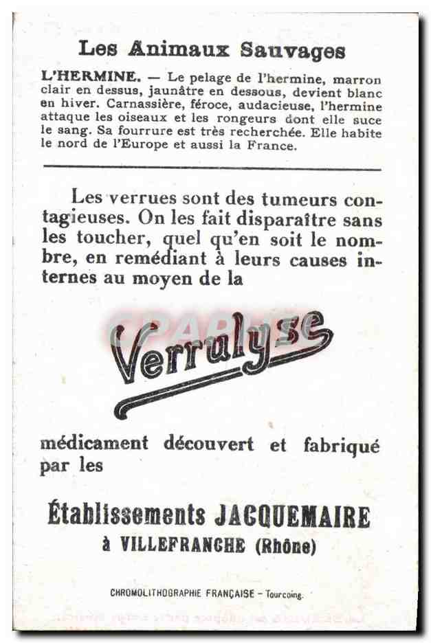 Hermine — Animaux Sauvages — Établissements Jacquemaire — Back