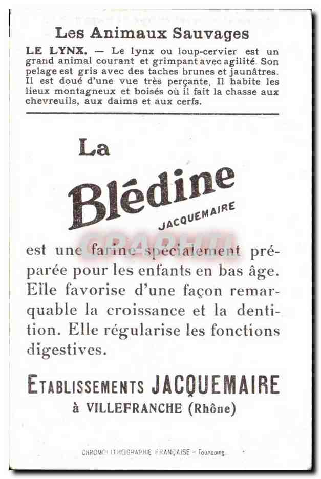 Chromo Les Animaux Sauvages Le Lynx Bledine — Verso