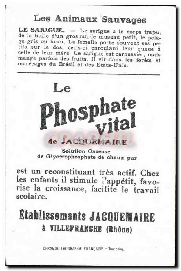 Chromo Les Animaux Sauvages Le Sarigue Bledine — Verso