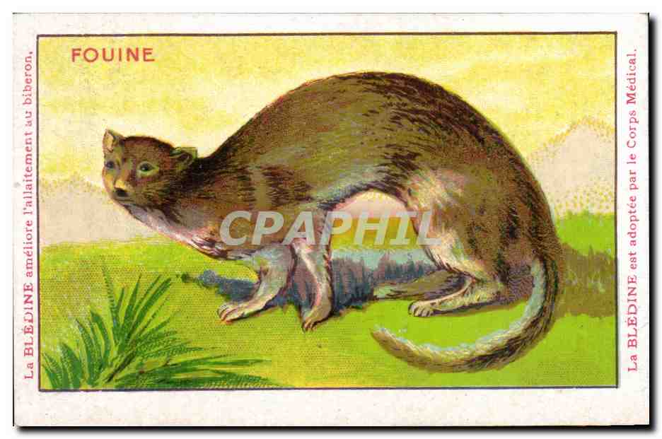 Chromo Les Animaux Sauvages La fouine Bledine