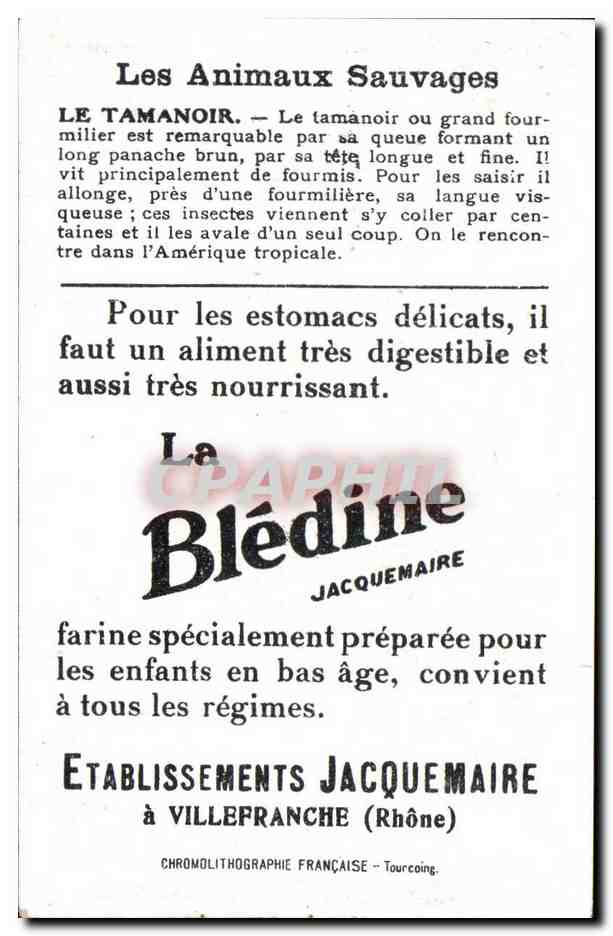 Chromo Les Animaux Sauvages Le Tamanoir Bledine — Verso