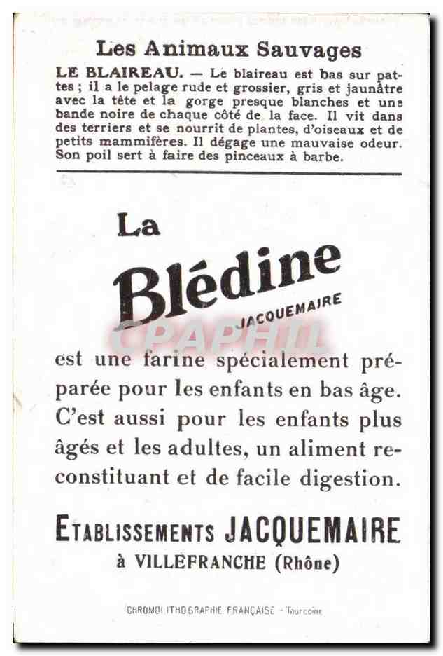 Chromo Les Animaux Sauvages Le Blaireau Bledine — Verso
