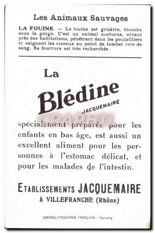 Chromo Les Animaux Sauvages La Fouine Bledine — Verso