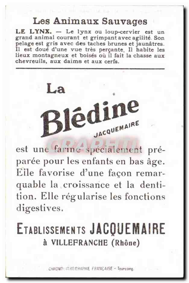 Chromo Les Animaux Sauvages Le Lynx Bledine — Verso