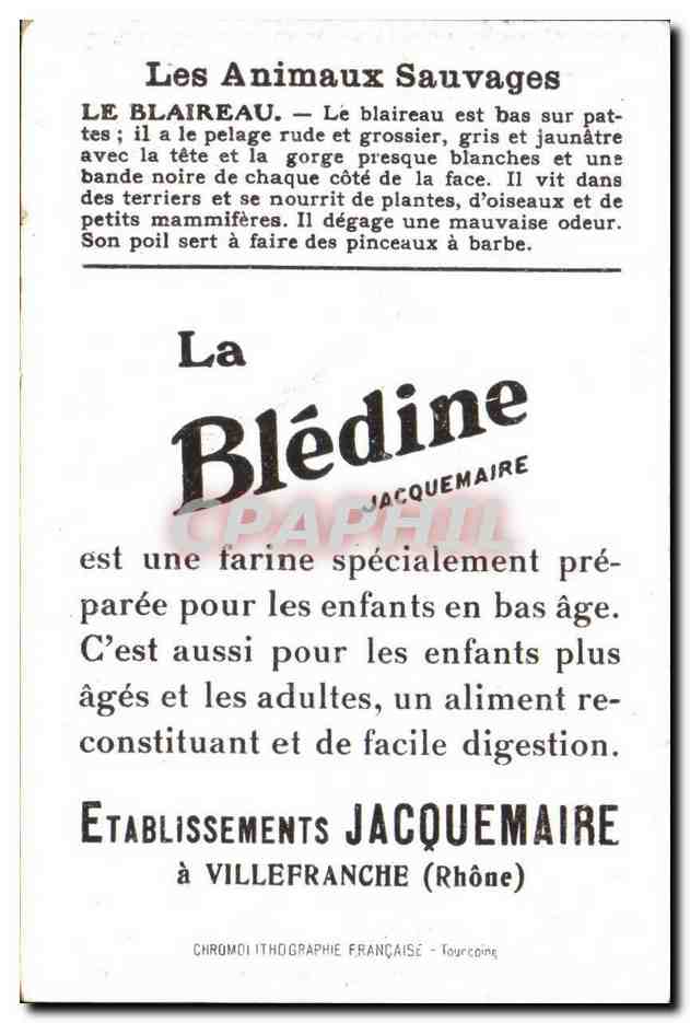 Chromo Les Animaux Sauvages Le Blaireau Bledine — Verso
