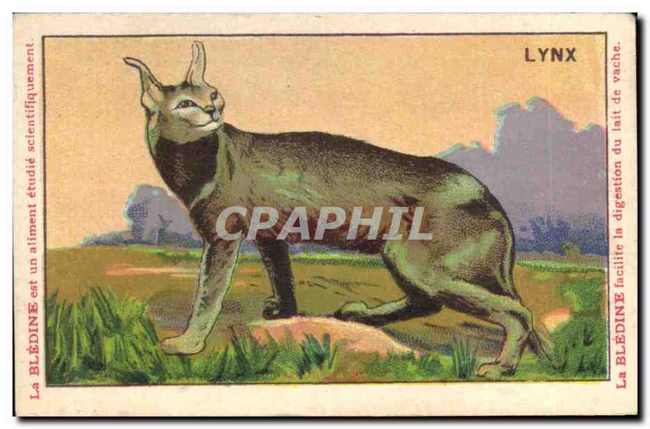 Chromo Les Animaux Sauvages Le Lynx Bledine