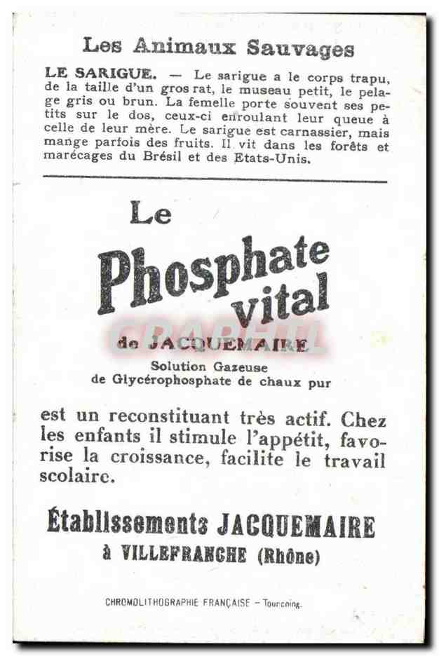 Chromo Les Animaux Sauvages Le Sarique Bledine — Verso