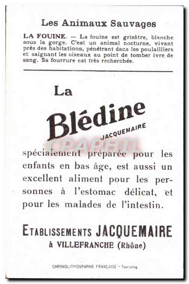 Chromo Les Animaux Sauvages La Fouine Bledine — Verso